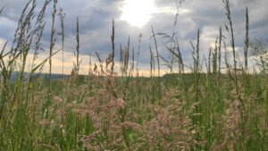 Wiesengräser