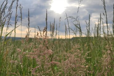 Wiesengräser