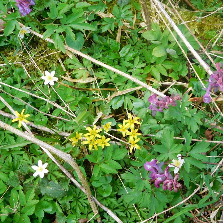 Wald und Wiesen Wildblumen