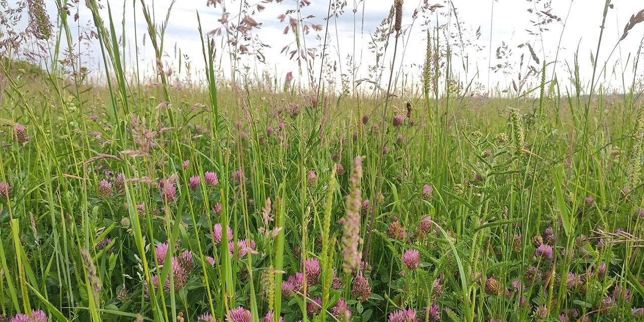 Wiesengräser