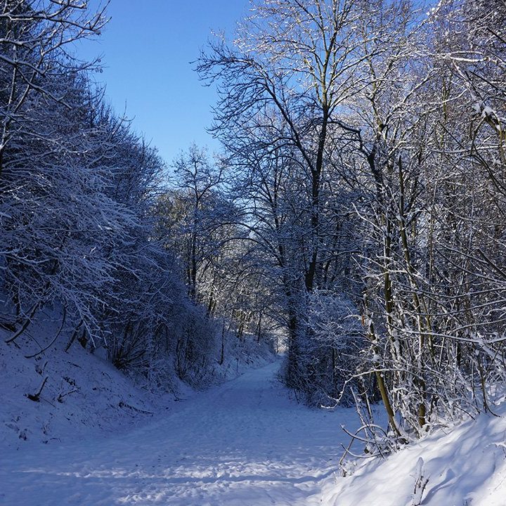 Winterwald Winterwald
